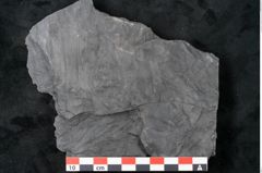Foto (Detailansicht) von Noeggerathia palmaeformis Goeppert (NHMW-GEO-2024-0188-10736)